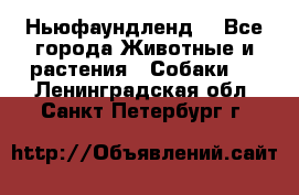 Ньюфаундленд  - Все города Животные и растения » Собаки   . Ленинградская обл.,Санкт-Петербург г.